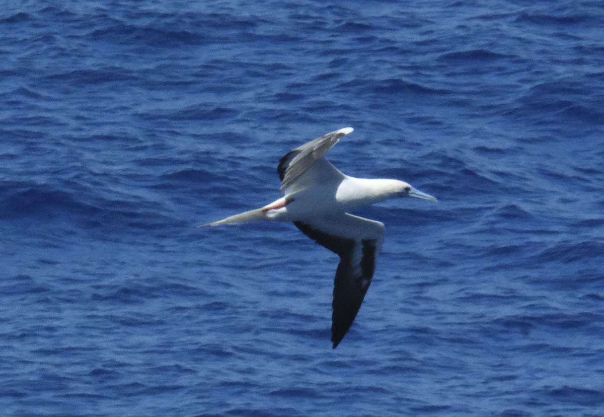 Red-footed Booby (Atlantic) - ML610299238