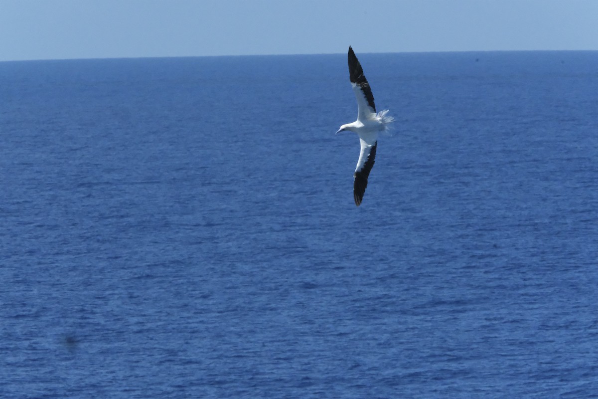 Red-footed Booby (Atlantic) - ML610299239