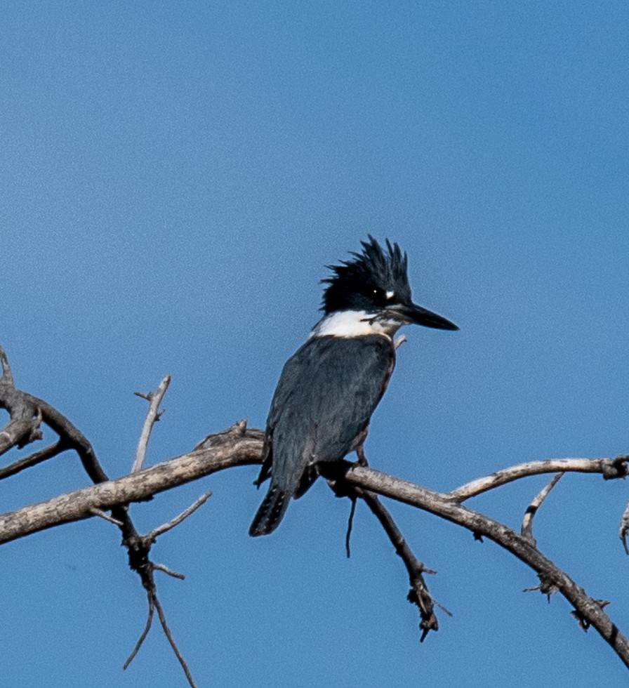 Belted Kingfisher - ML610299267