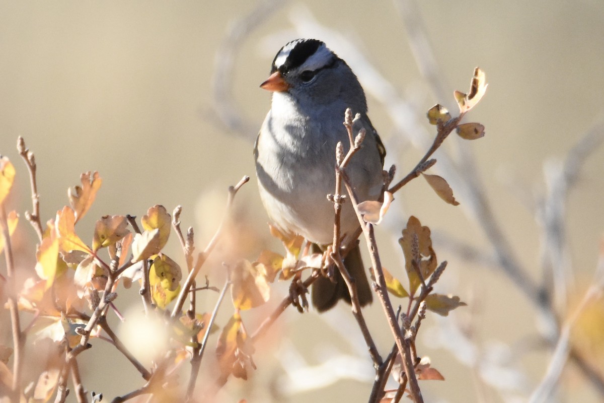 White-crowned Sparrow - ML610299521