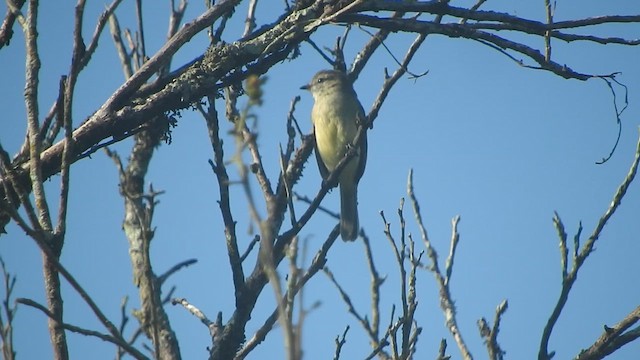 Southern Mouse-colored Tyrannulet - ML610299546