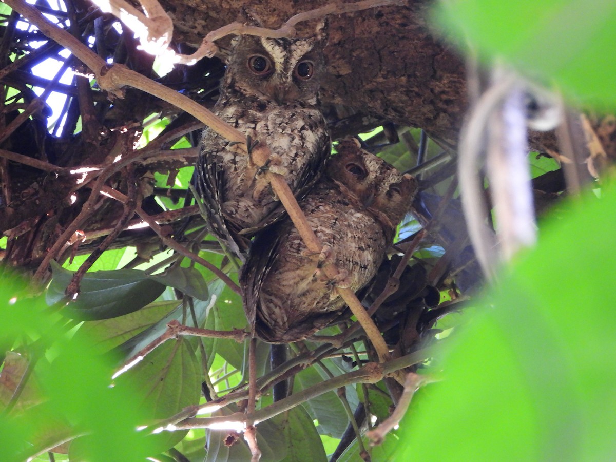 Sulawesi Scops-Owl - ML610299684
