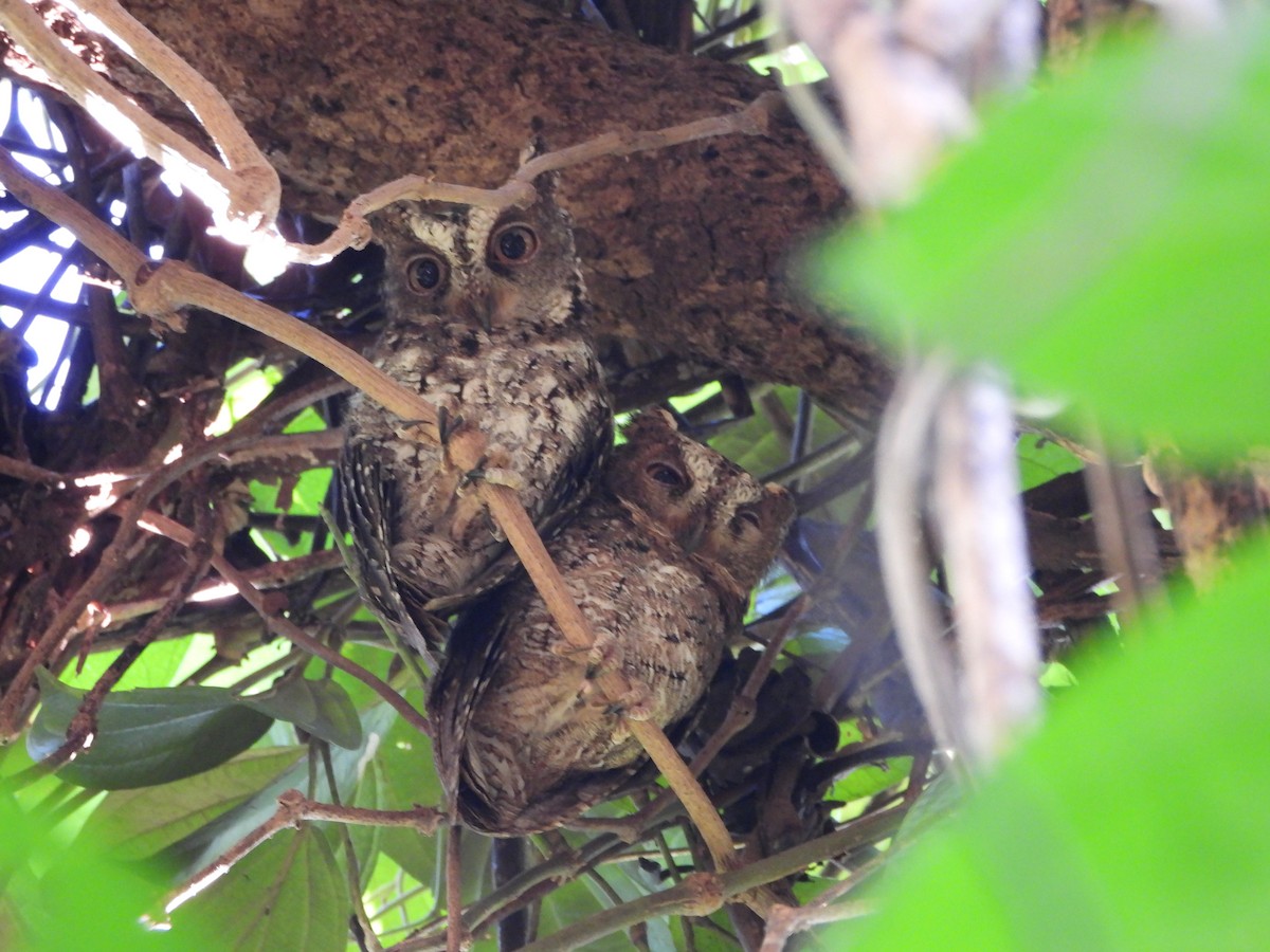 Sulawesi Scops-Owl - ML610299685