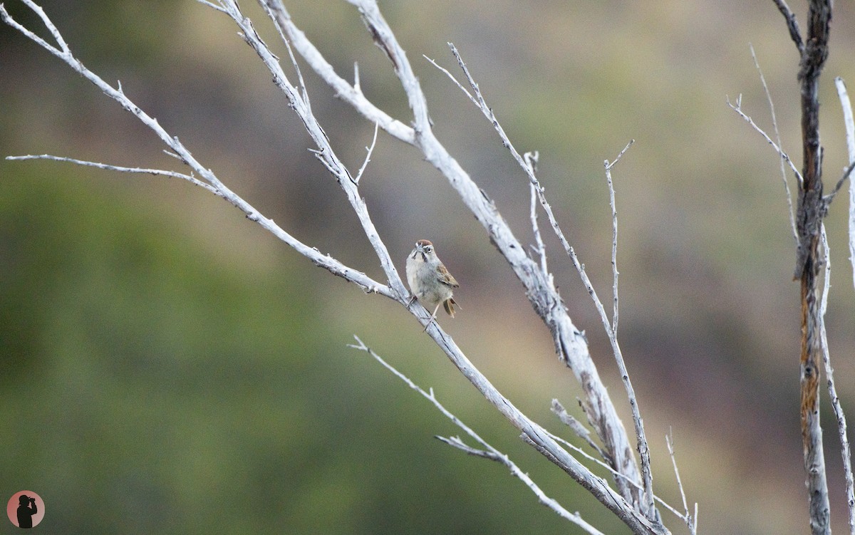 Rufous-crowned Sparrow - ML610300226