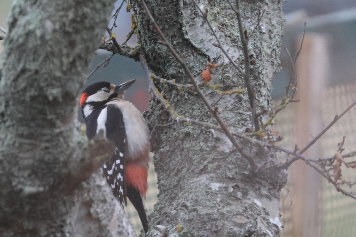 Great Spotted Woodpecker - ML610300293