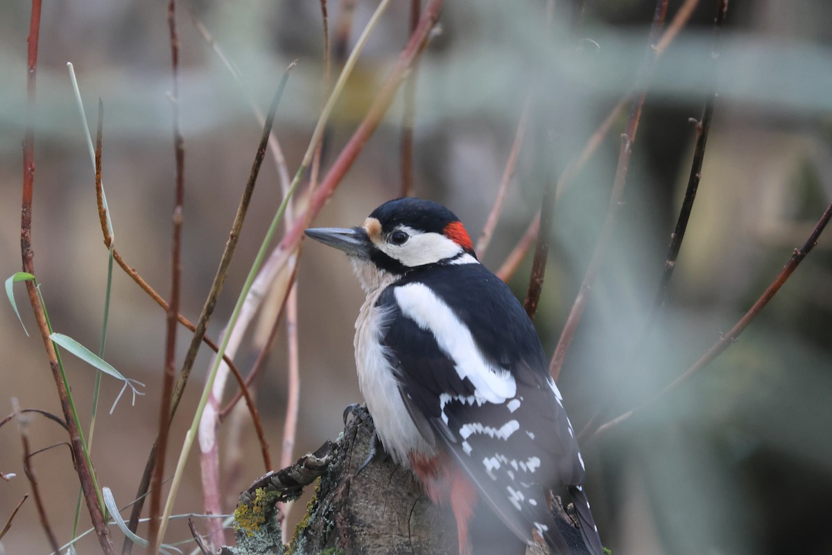 Great Spotted Woodpecker - ML610300295