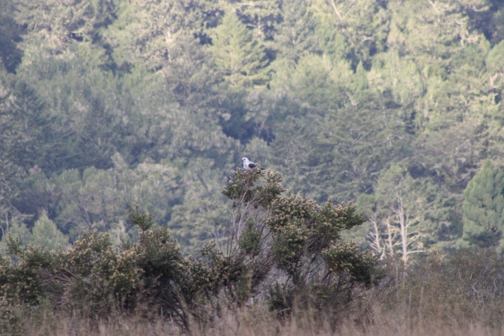 White-tailed Kite - ML610300712