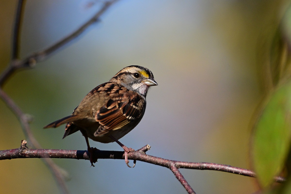 White-throated Sparrow - ML610300840
