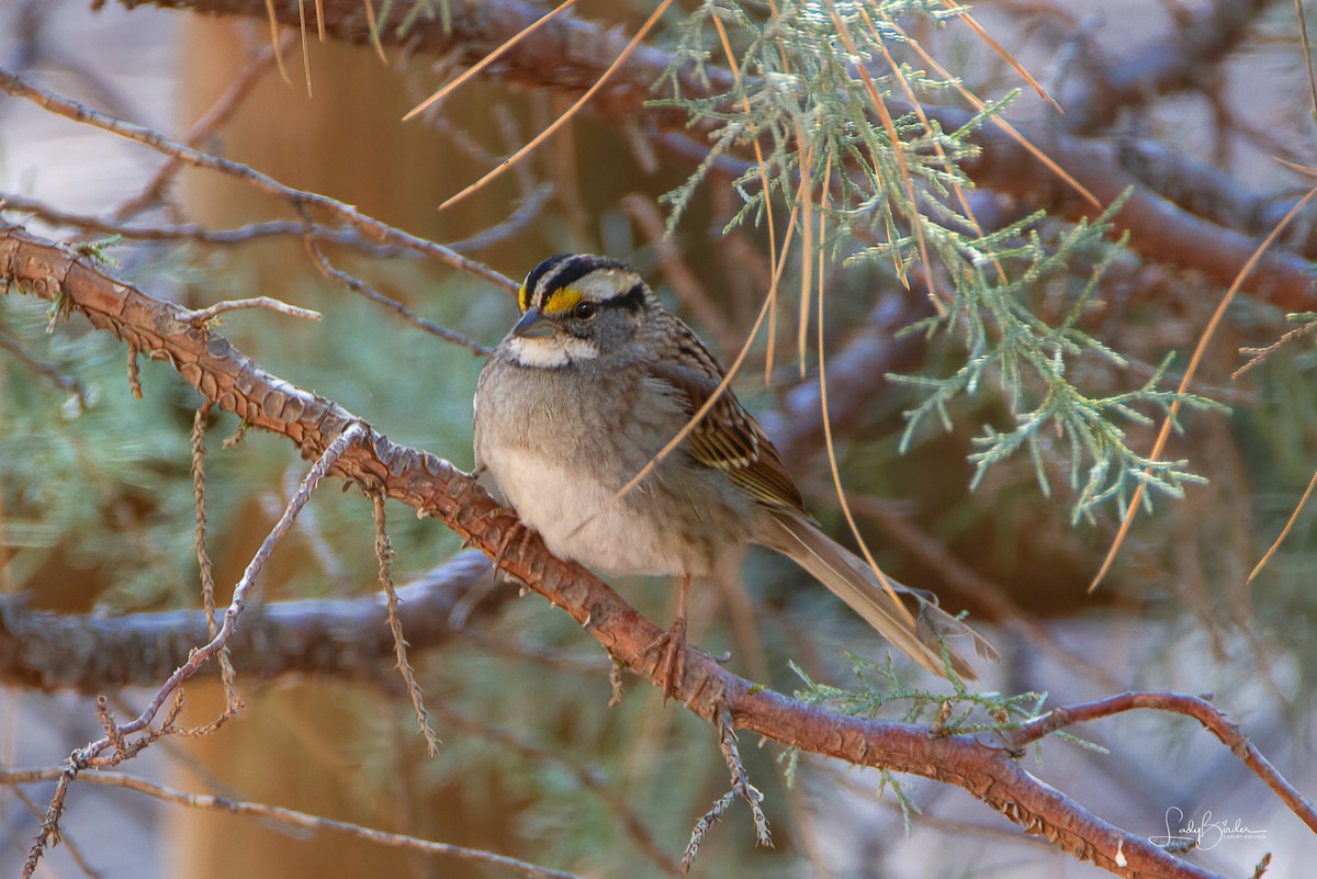 White-throated Sparrow - ML610300860