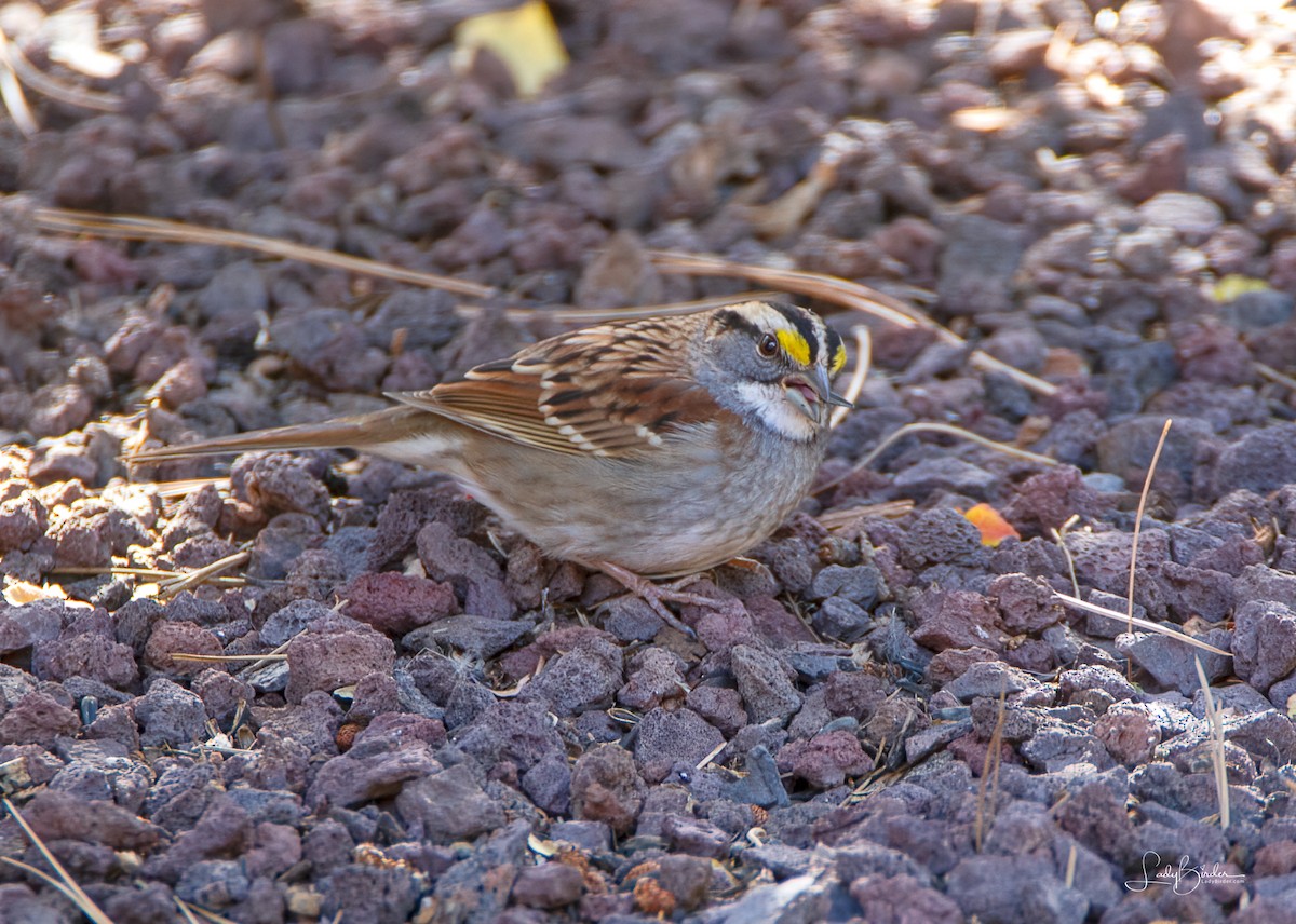 White-throated Sparrow - ML610300861
