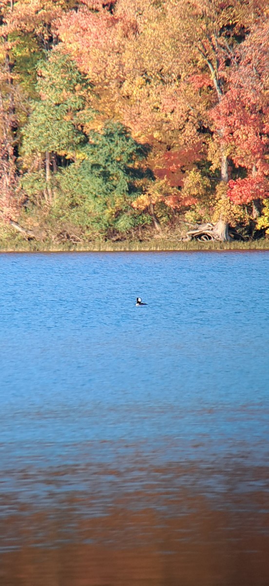 Ebird Checklist Oct Clear Fork Reservoir Oh Pull Off