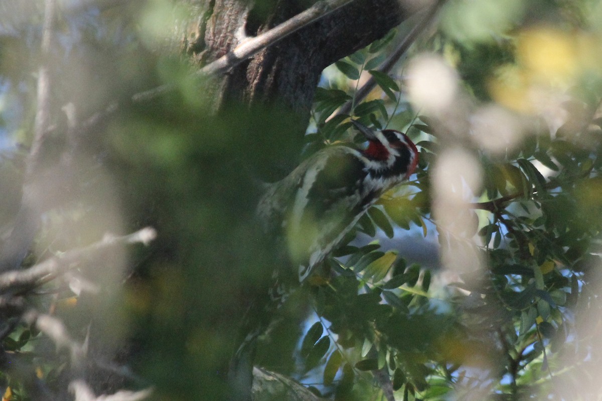 Red-naped x Red-breasted Sapsucker (hybrid) - Caleb Strand