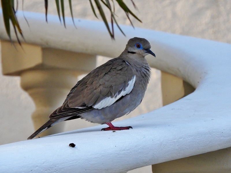 White-winged Dove - Gillian Mastromatteo