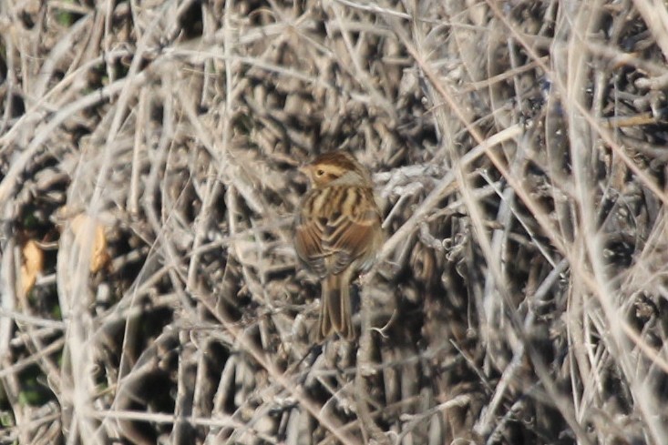 Clay-colored Sparrow - ML610301121