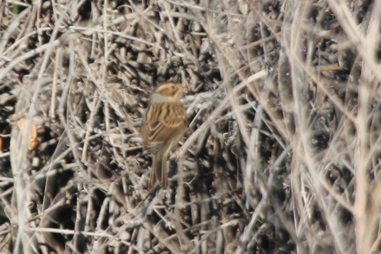 Clay-colored Sparrow - ML610301123