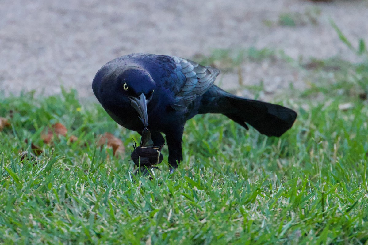 Great-tailed Grackle - ML610301142
