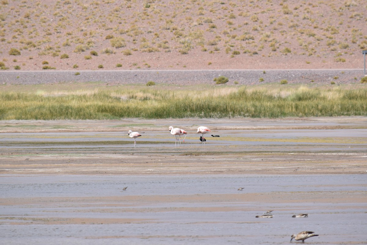 Chilean Flamingo - ML610301512