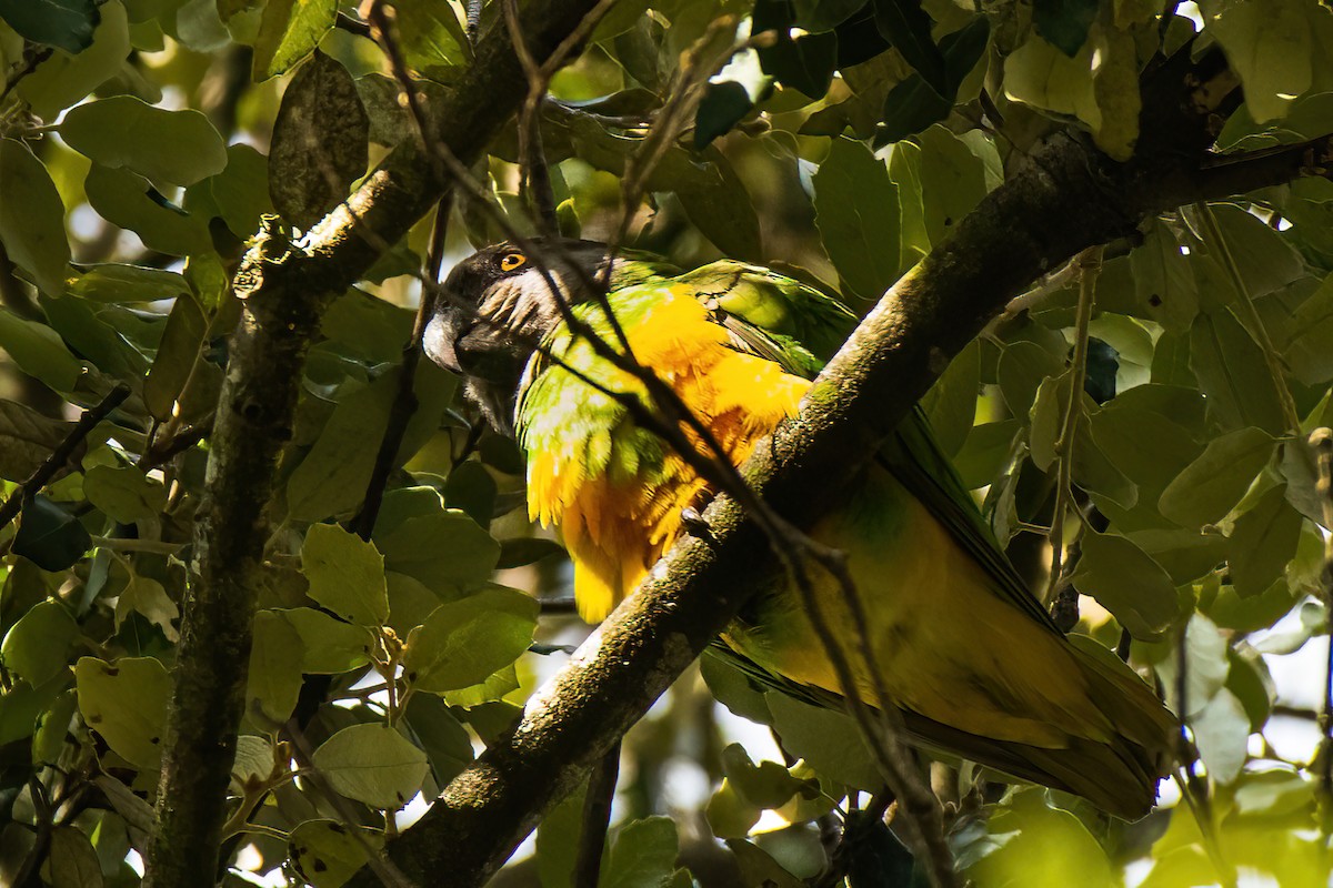 Senegal Parrot - ML610301726