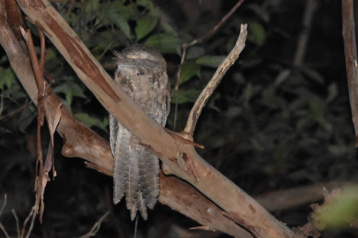 Marbled Frogmouth - ML610301853