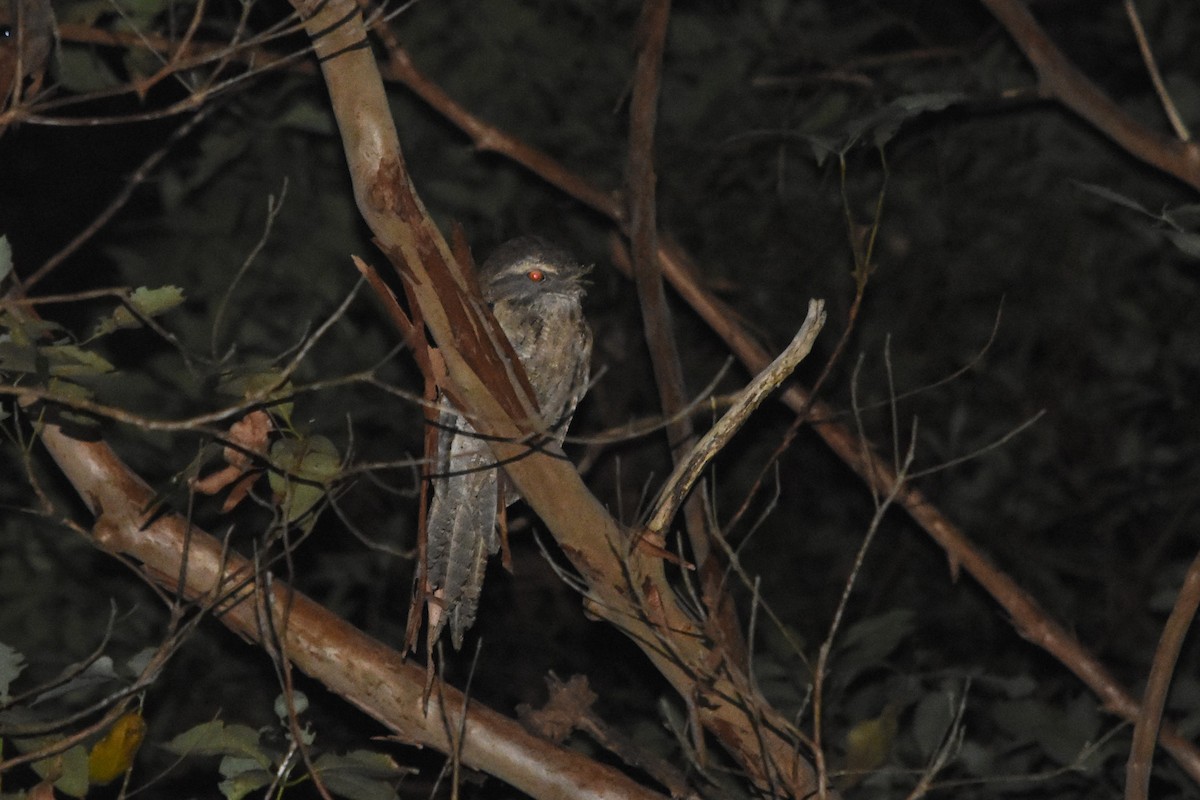 Marbled Frogmouth - ML610301854