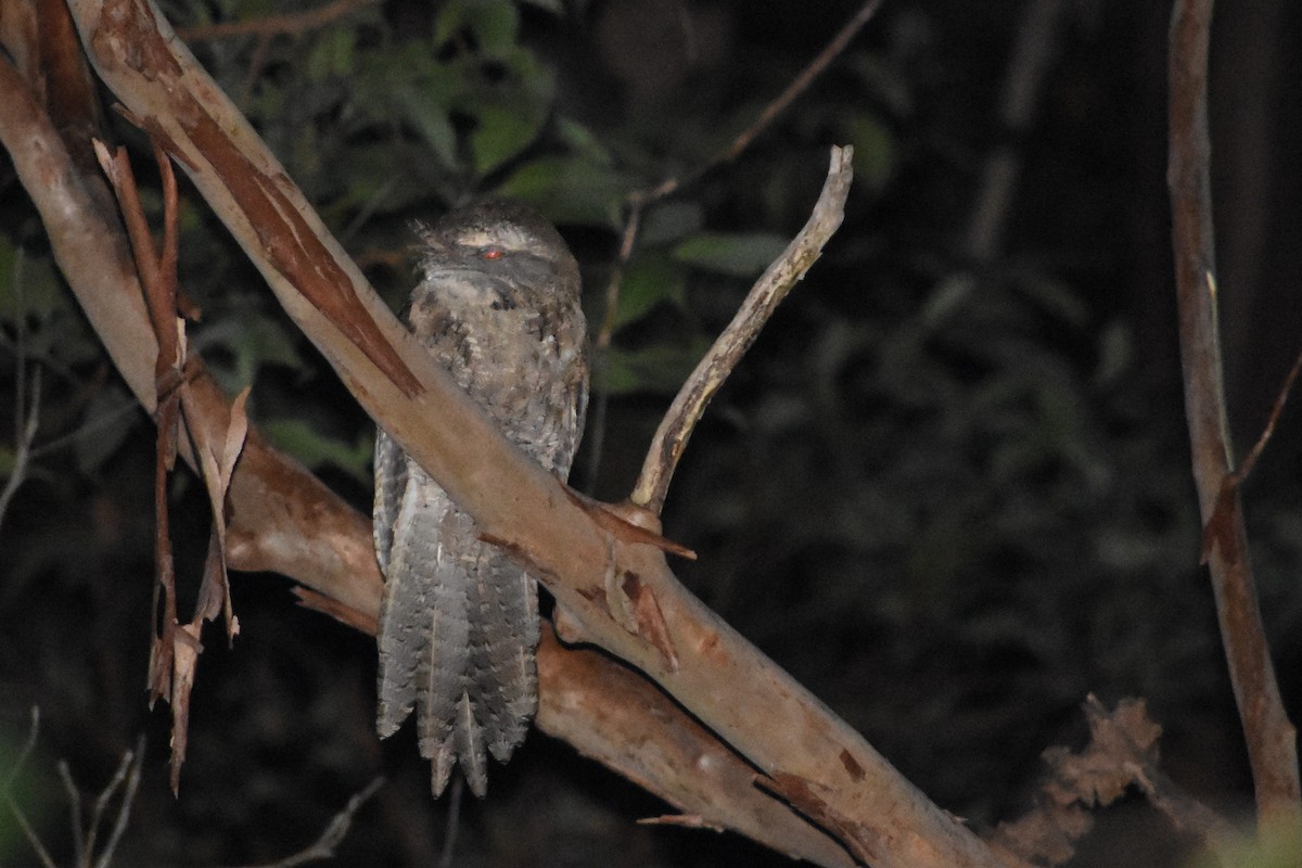 Marbled Frogmouth - ML610301855