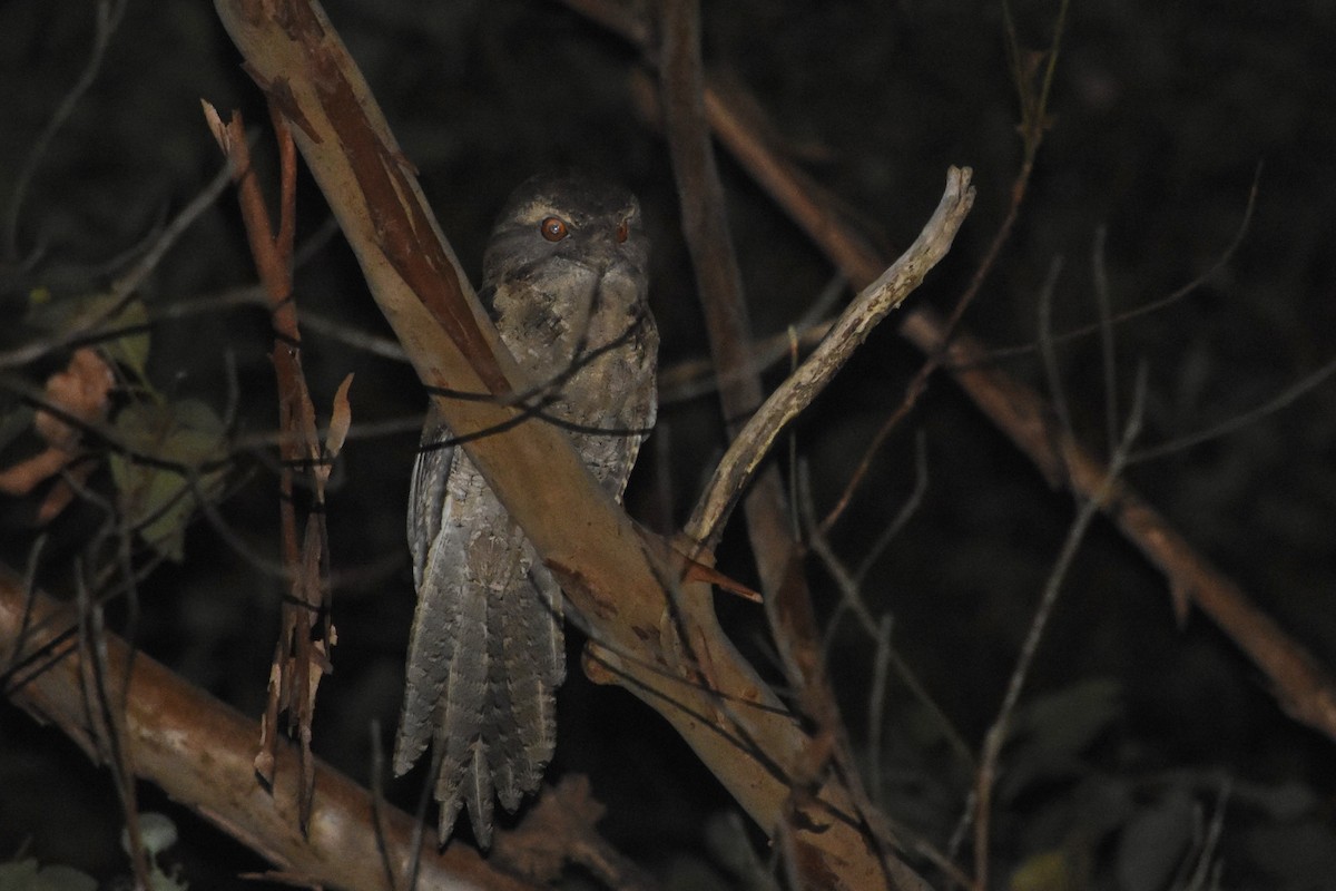 Marbled Frogmouth - ML610301856