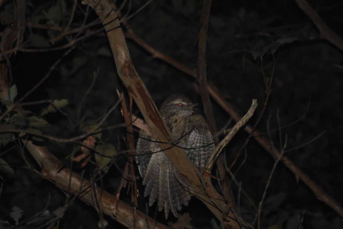 Marbled Frogmouth - ML610301857