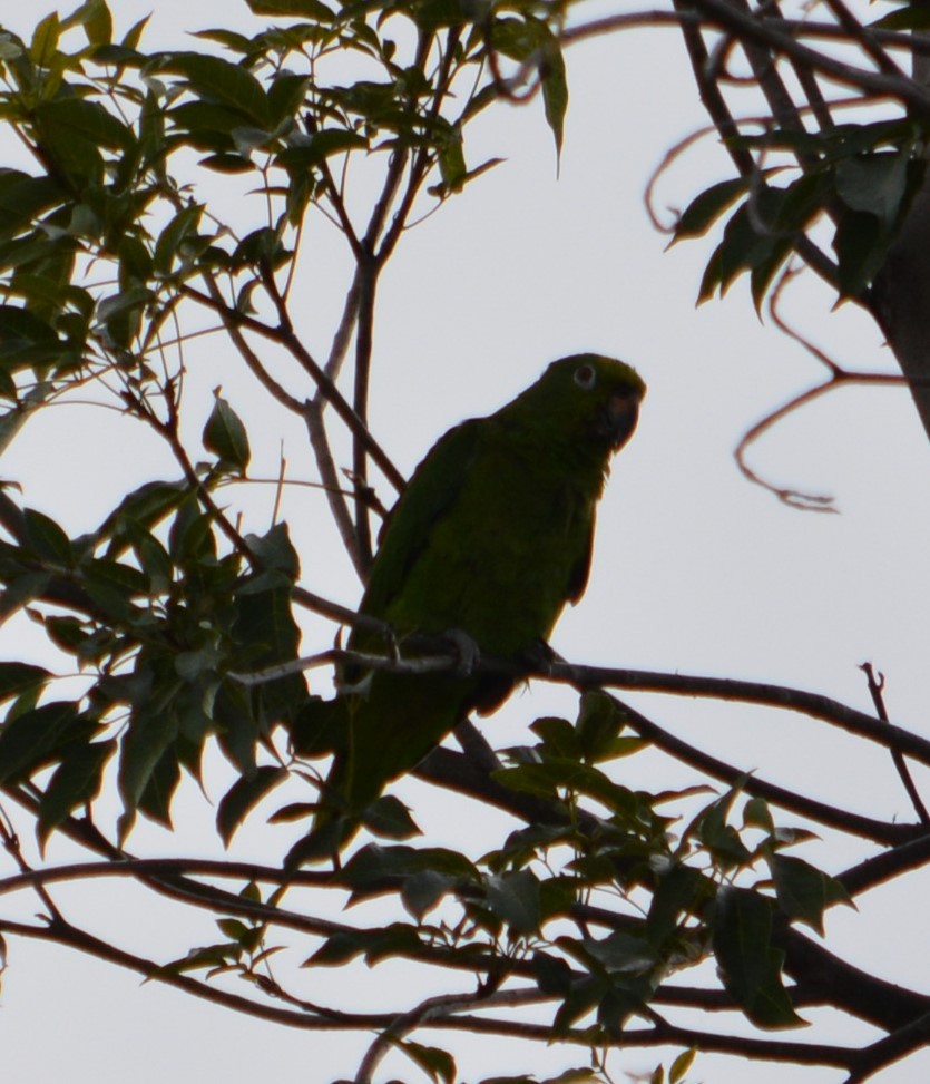 Yellow-crowned Parrot - ML610302337