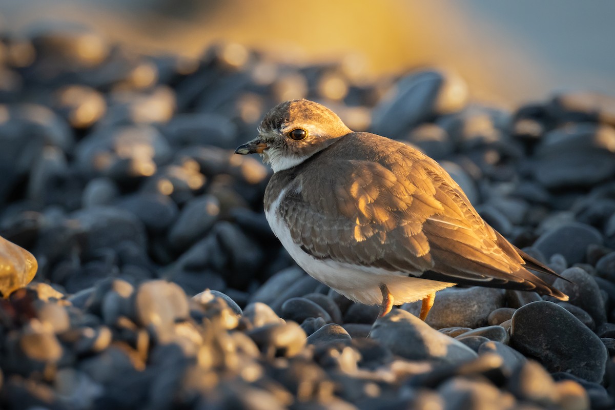 Semipalmated Plover - ML610302381
