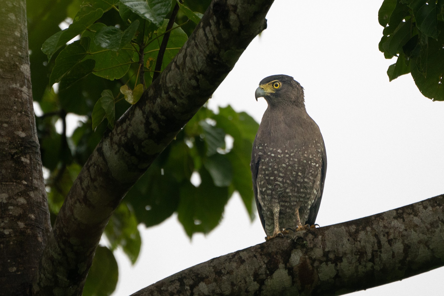 Crested Serpent Eagle (Central Nicobar) - eBird