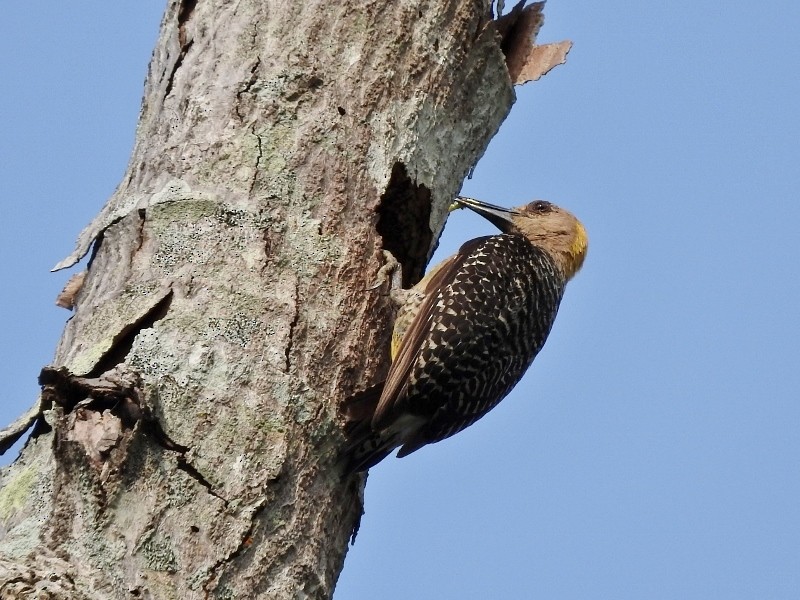 Hoffmann's Woodpecker - ML61030291