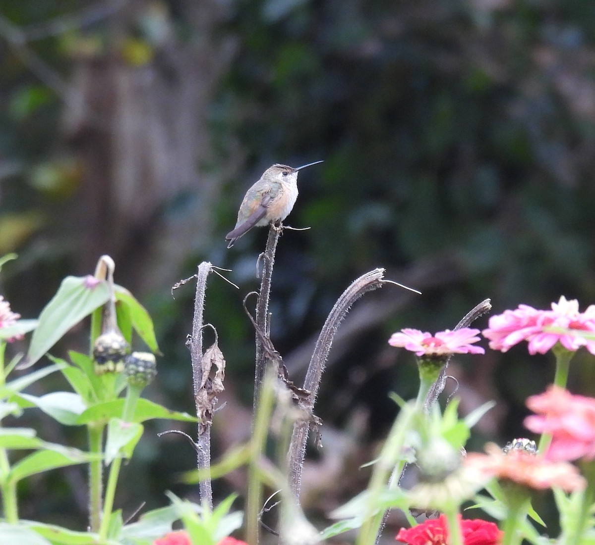 Rufous Hummingbird - ML610303561