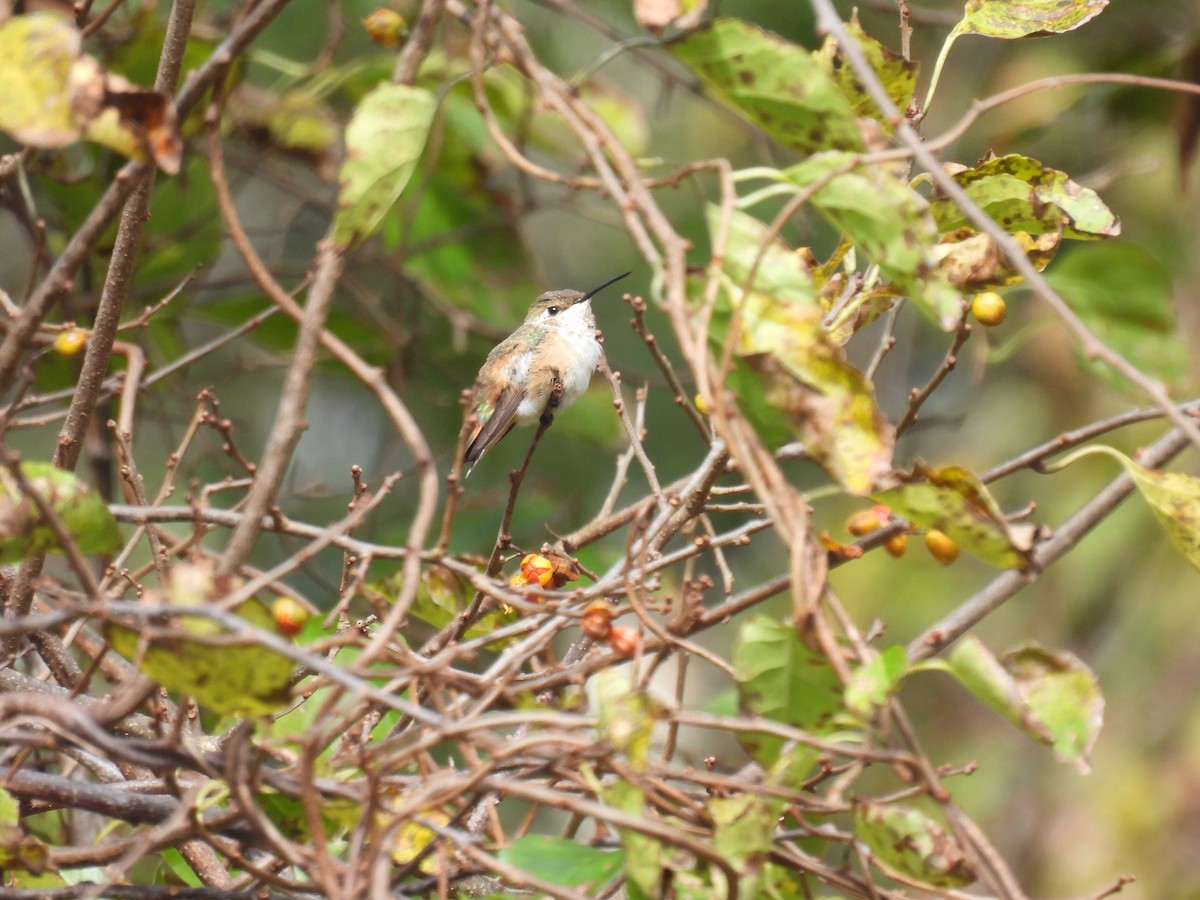 Rufous Hummingbird - ML610303562