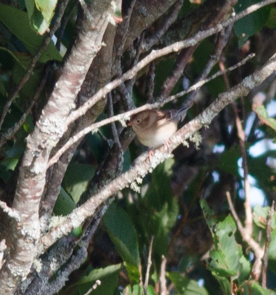 Field Sparrow - ML610303654