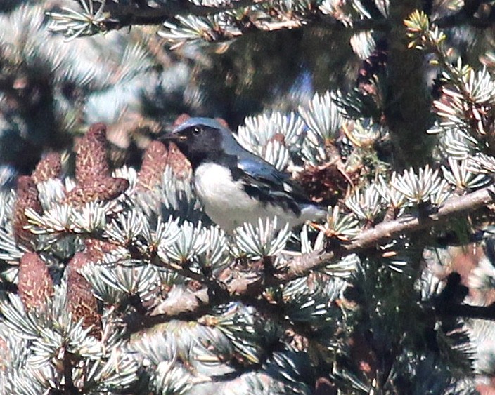 Black-throated Blue Warbler - ML610303832