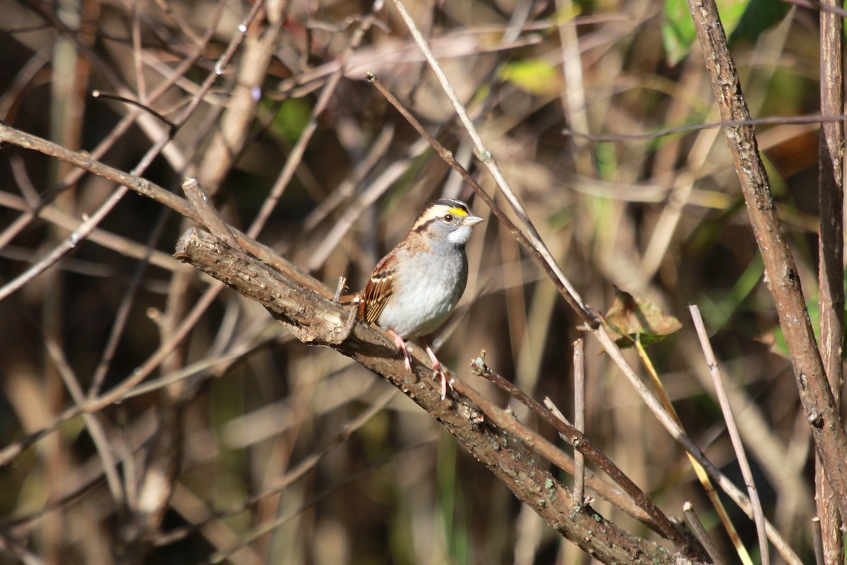 White-throated Sparrow - ML610303844
