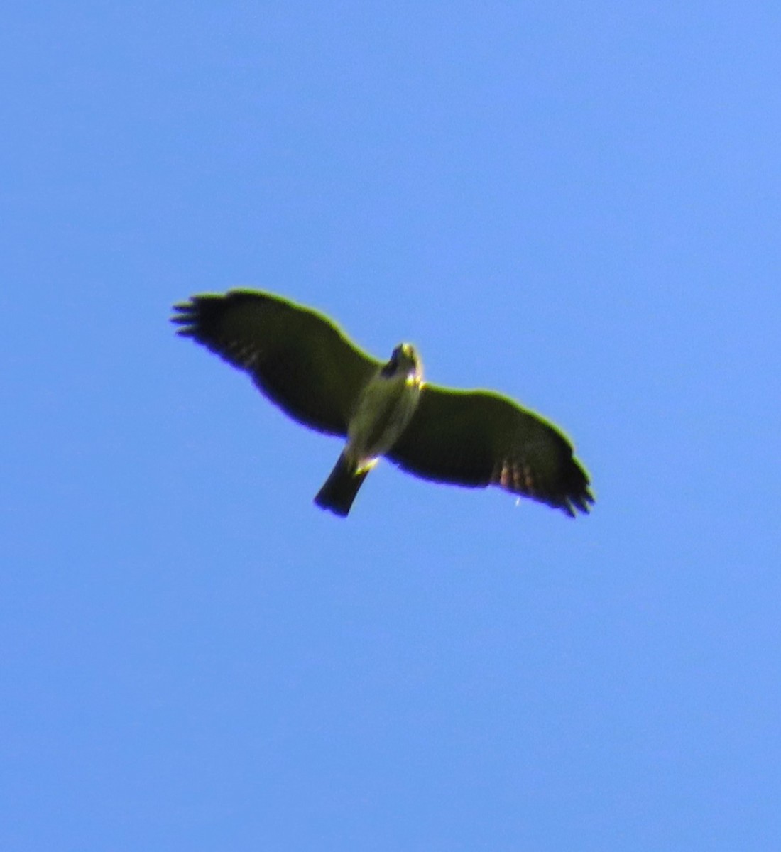 Short-tailed Hawk - ML610304428