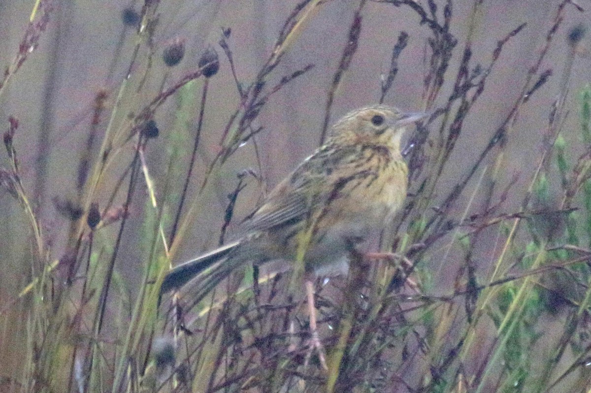 Ochre-breasted Pipit - Joan and/or George Sims