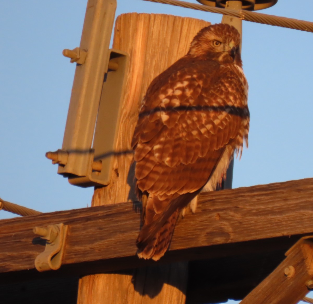 Red-tailed Hawk - ML610304601