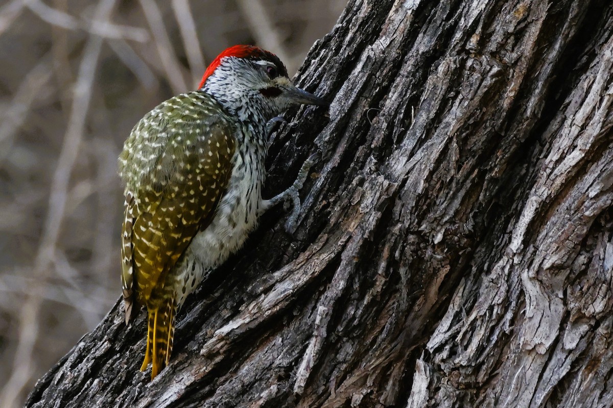 Golden-tailed Woodpecker (Golden-tailed) - ML610304784