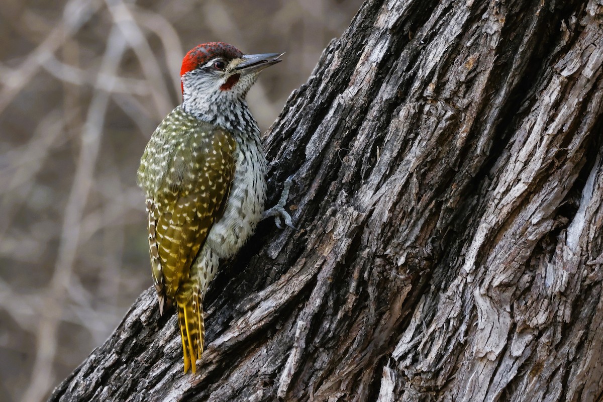 Golden-tailed Woodpecker (Golden-tailed) - ML610304785