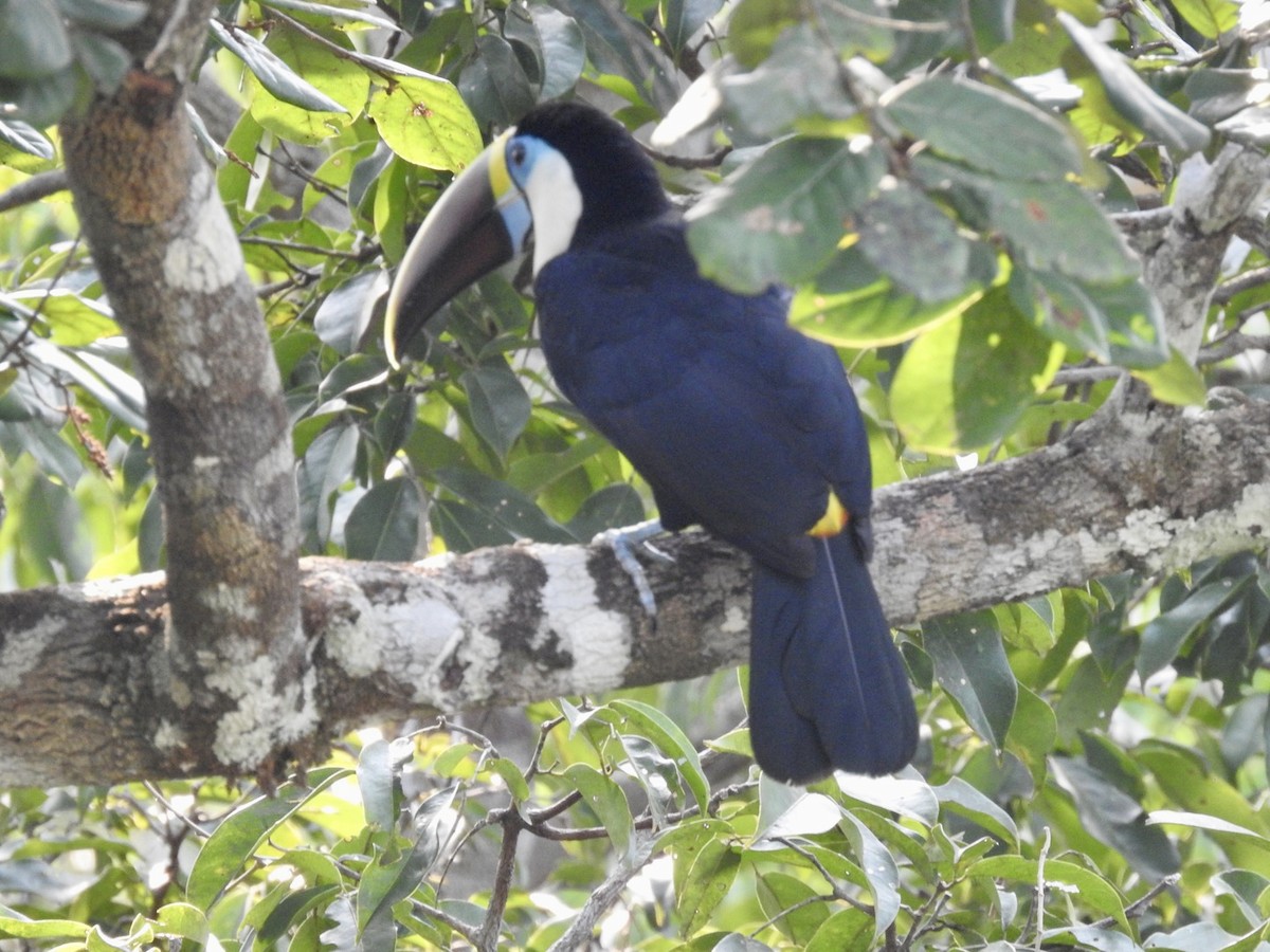 White-throated Toucan (Red-billed) - ML610305110