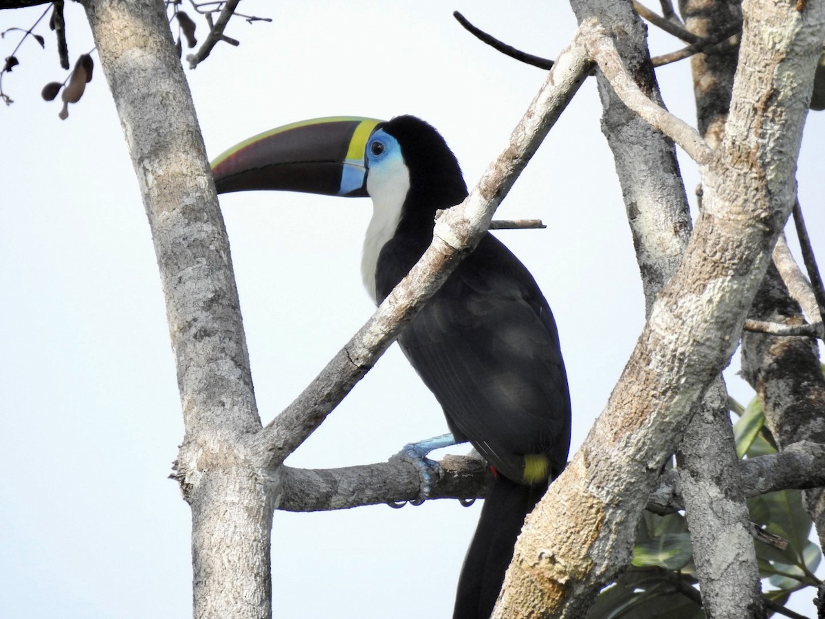 White-throated Toucan (Red-billed) - ML610305112