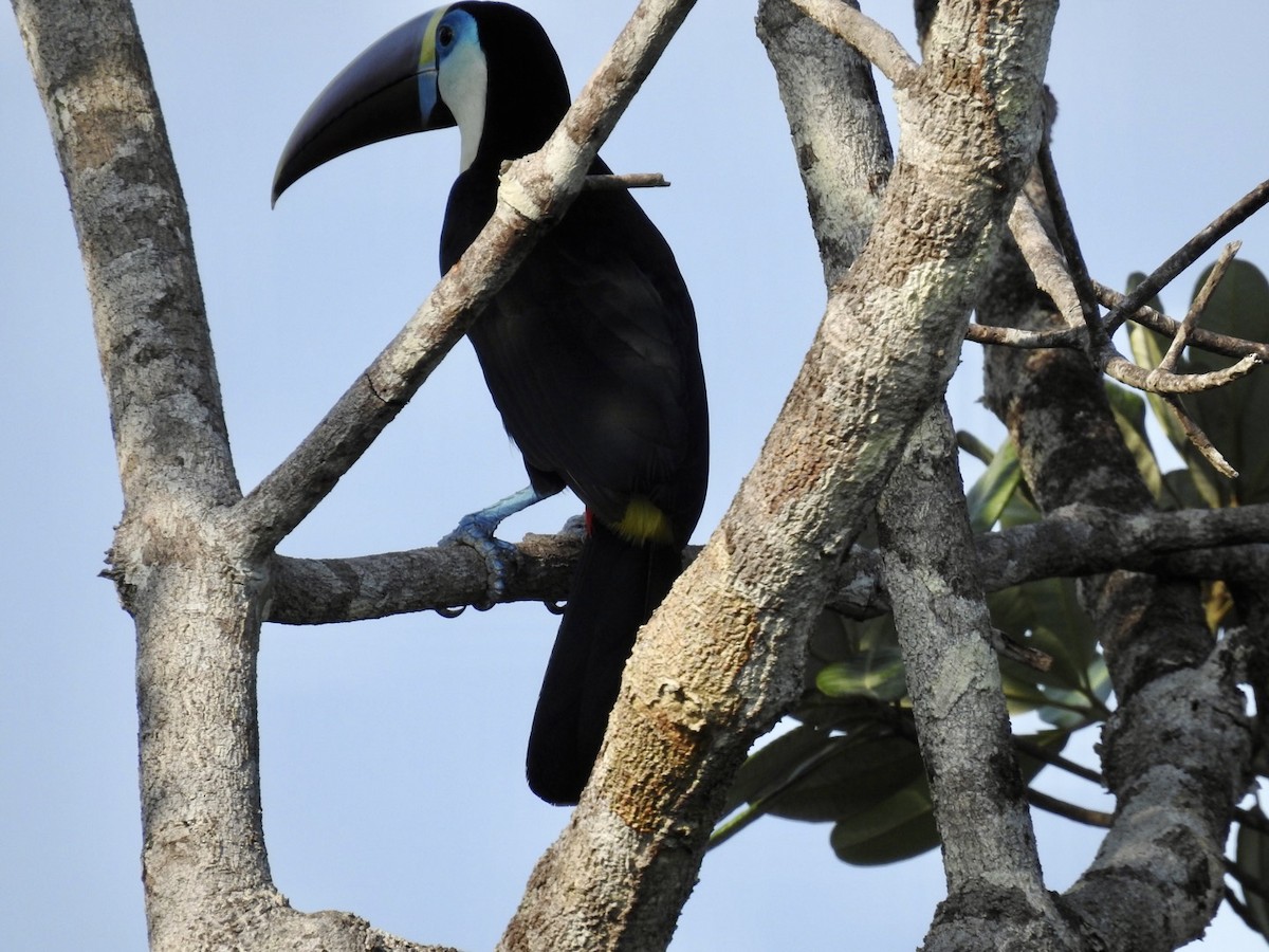 White-throated Toucan (Red-billed) - ML610305113
