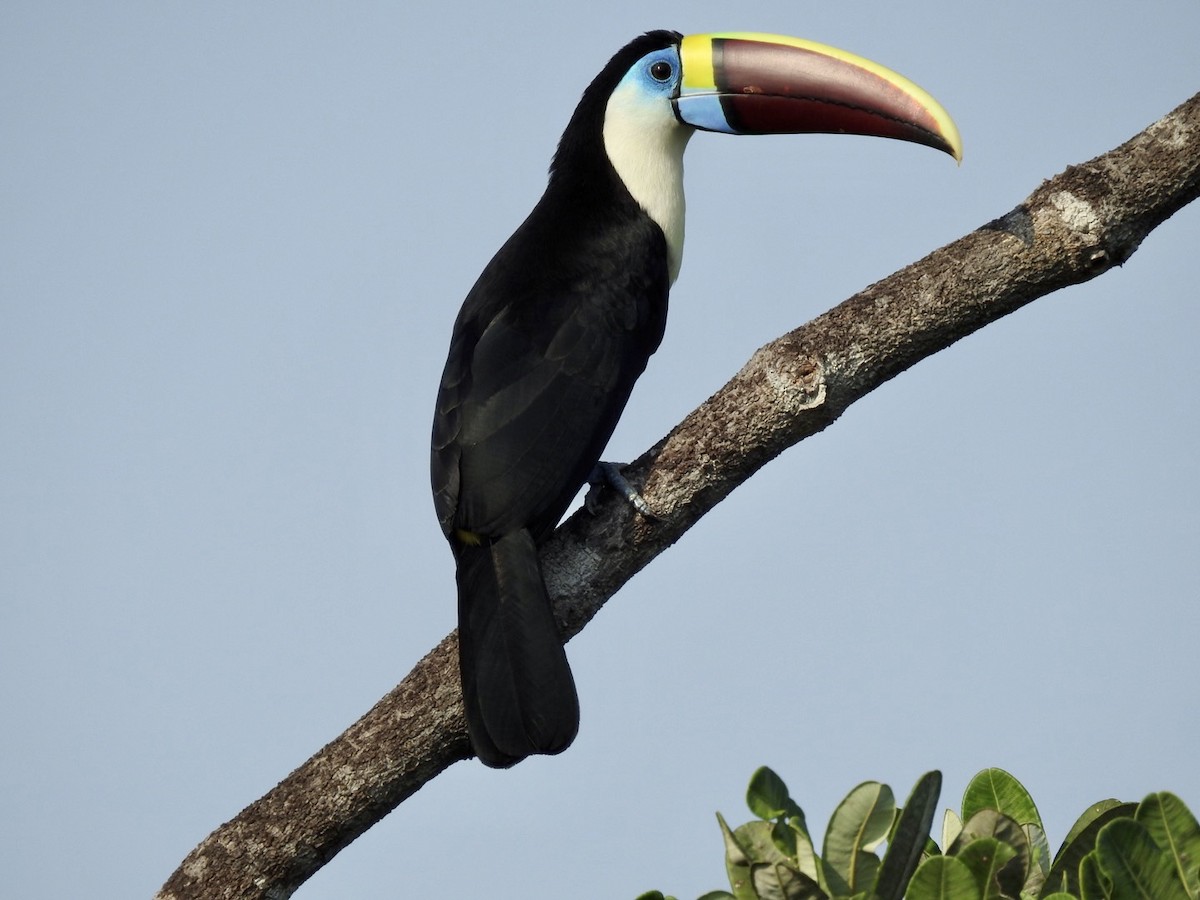 White-throated Toucan (Red-billed) - ML610305116