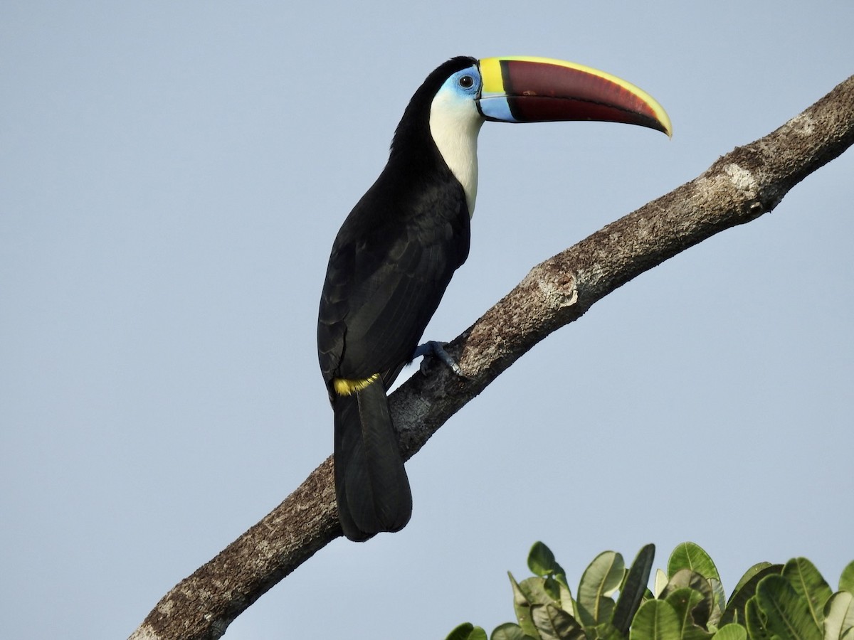 White-throated Toucan (Red-billed) - ML610305117