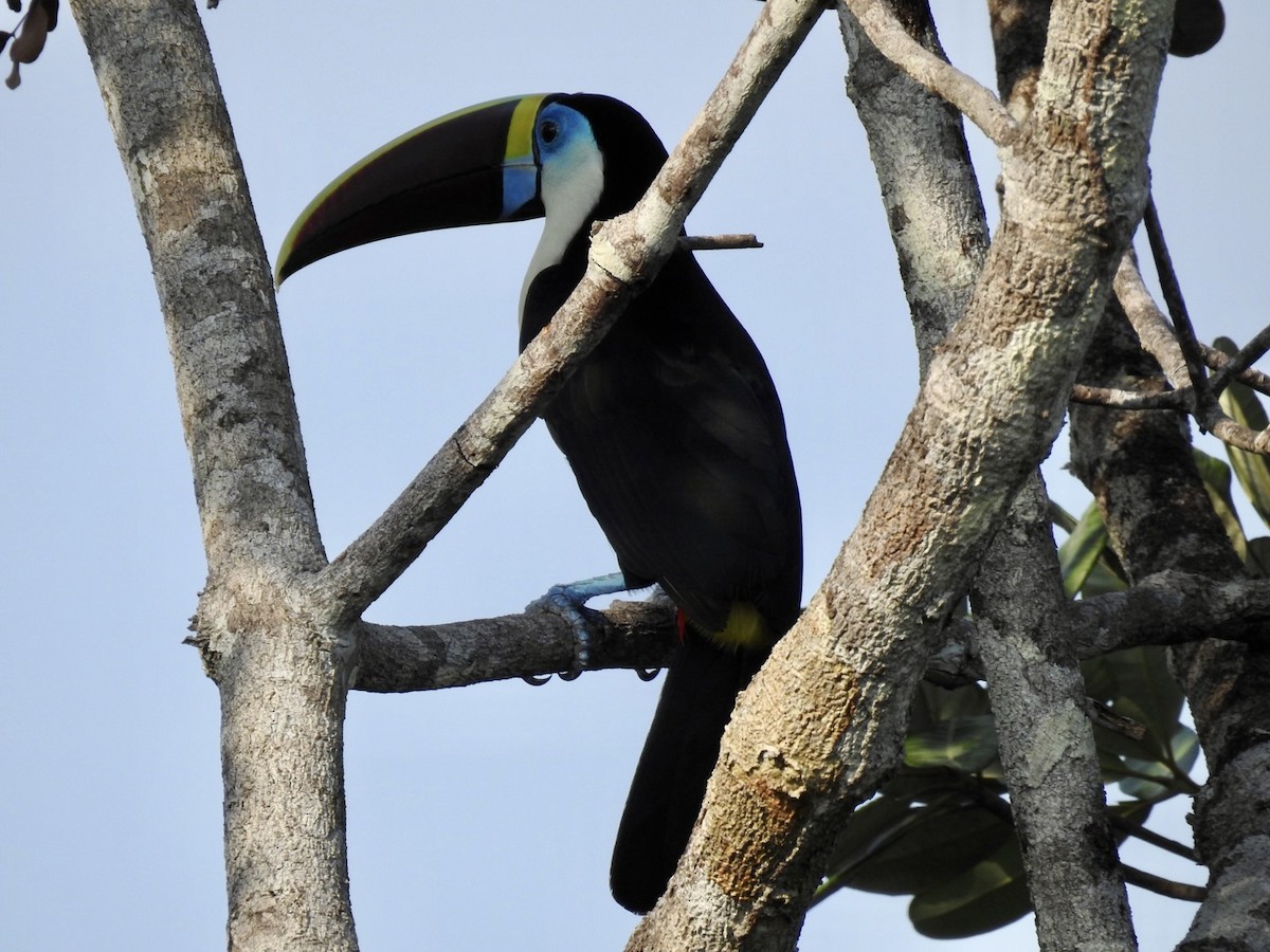 White-throated Toucan (Red-billed) - Nick Odio