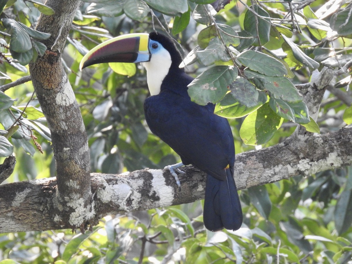 White-throated Toucan (Red-billed) - ML610305120