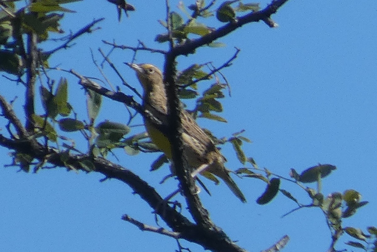 eBird Checklist - 23 Oct 2023 - Owls Head Park - 1 species