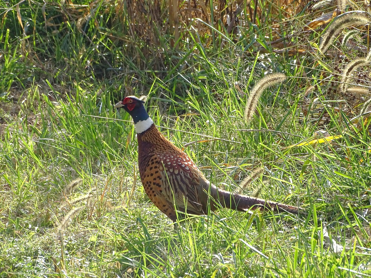 Ring-necked Pheasant - ML610305200